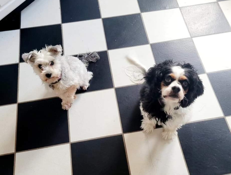 2024-02 Dogs.jpg